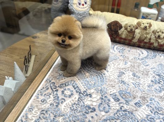 Orange Renk Ayı Surat Pomeranian Boo  görsel