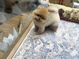 Orange Renk Ayı Surat Pomeranian Boo 