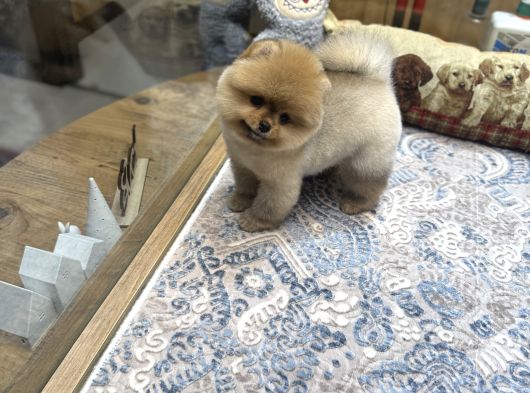 Orange Renk Ayı Surat Pomeranian Boo  görsel