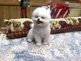 Gülen Surat Tedy Pomeranian Boo Yavrumuz 