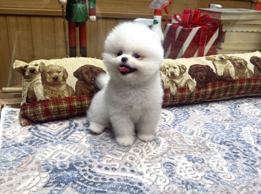 Gülen Surat Tedy Pomeranian Boo Yavrumuz 