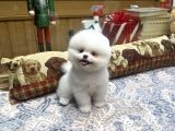 Gülen Surat Tedy Pomeranian Boo Yavrumuz 