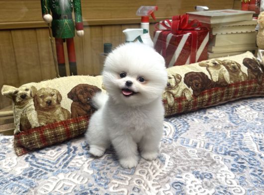 Gülen Surat Tedy Pomeranian Boo Yavrumuz  görsel
