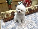 Gülen Surat Tedy Pomeranian Boo Yavrumuz 