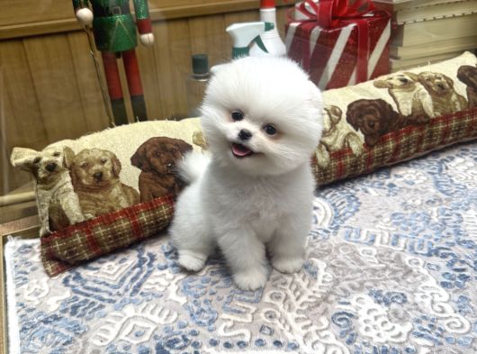 Gülen Surat Tedy Pomeranian Boo Yavrumuz  görsel