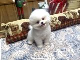 Gülen Surat Tedy Pomeranian Boo Yavrumuz 