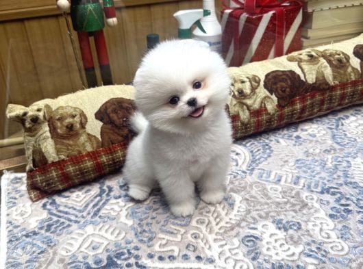 Gülen Surat Tedy Pomeranian Boo Yavrumuz  görsel
