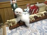 Gülen Surat Tedy Pomeranian Boo Yavrumuz 