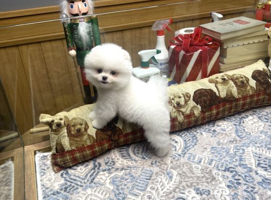 Gülen Surat Tedy Pomeranian Boo Yavrumuz  görsel