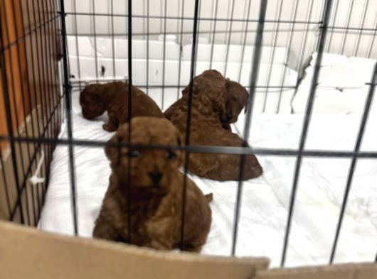 Kore Poodle görsel