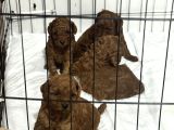 Kore Poodle