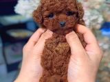 Red Toy Poodle Sevi̇mli̇ Yavrular