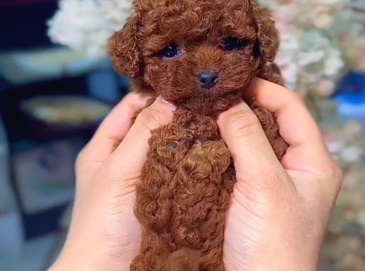 Red Toy Poodle Sevi̇mli̇ Yavrular görsel