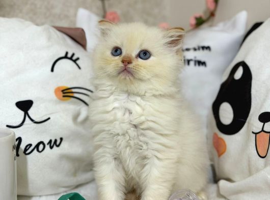 Safkan Longhair Yavrumuz Yeni Sahibini Arıyor