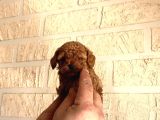 Poodle Yavrularimiz Hazir Her Renk Mevcut