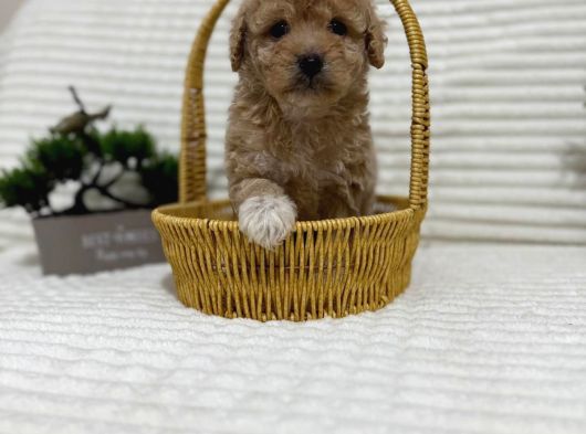 Safkan Toy Poodle Yavrusu  Apricot Renk görsel