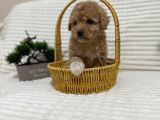 Safkan Toy Poodle Yavrusu  Apricot Renk
