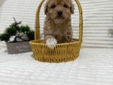 Safkan Toy Poodle Yavrusu  Apricot Renk