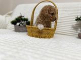 Safkan Toy Poodle Yavrusu  Apricot Renk