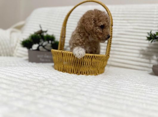 Safkan Toy Poodle Yavrusu  Apricot Renk görsel