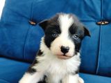 Zeka Küpü Border Collie Yavruları