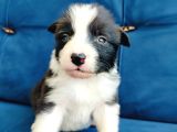 Zeka Küpü Border Collie Yavruları