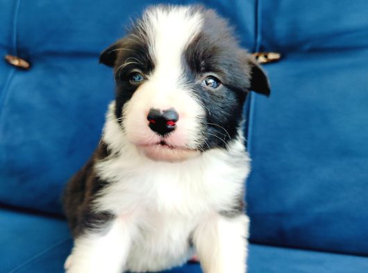 Zeka Küpü Border Collie Yavruları görsel