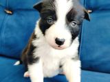 Zeka küpü border collie yavruları