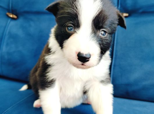 Zeka Küpü Border Collie Yavruları