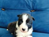 Zeka Küpü Border Collie Yavruları