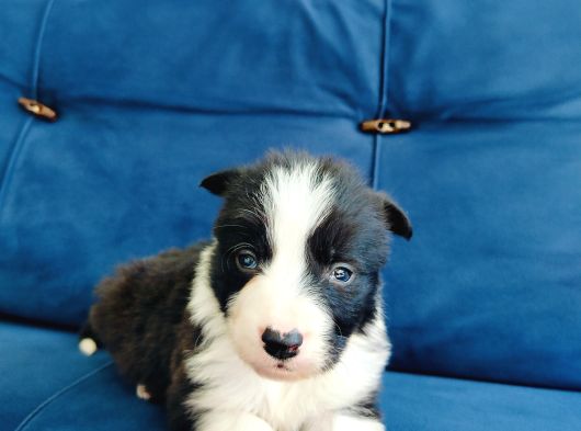 Zeka Küpü Border Collie Yavruları görsel