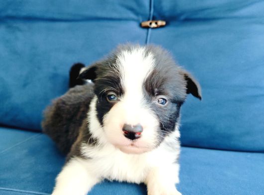 Zeka Küpü Border Collie Yavruları görsel