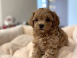 TOY POODLE SEVİMLİ YAVRULAR EV ÜRETİMİ