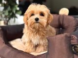 MALTİPOO CİNSİ YAVRULAR EV ÜRETİMİ