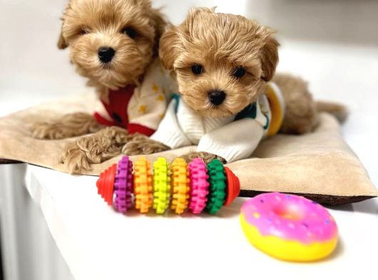 Malti̇poo Ci̇nsi̇ Yavrular Ev Üreti̇mi̇ görsel