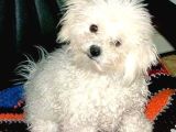 Kar Beyaz Maltese Terri̇er Ci̇nsleri̇
