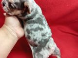 Anatomi Harikası Bulldog