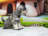 Irkının En Özel Yavruları Minyatür Schnauzer
