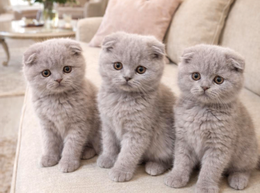 Türkiyenin En Güzel Ayı Surat Scottish Fold Bebeği