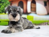 Irkının En Özel Yavruları Minyatür Schnauzer