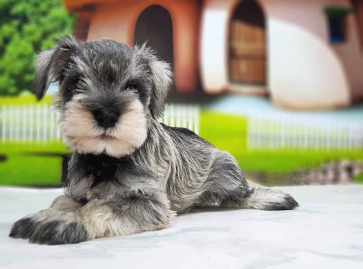 Irkının En Özel Yavruları Minyatür Schnauzer görsel