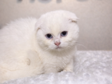 Mükemmel beyaz Ayı sürat scottish fold yavrumuz