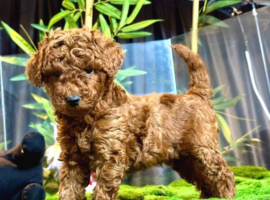 Poodle Yavrularimiz Hazir Her Renk Mevcut görsel
