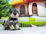 Irkının En Özel Yavruları Minyatür Schnauzer
