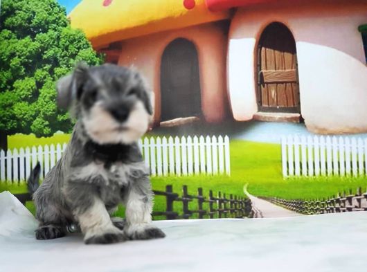 Irkının En Özel Yavruları Minyatür Schnauzer görsel