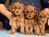 Poodle Yavrularimiz Hazir Her Renk Mevcut