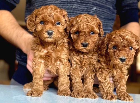 Poodle Yavrularimiz Hazir Her Renk Mevcut görsel