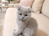 Türkiyenin En Güzel Ayı Surat Scottish Fold Bebeği