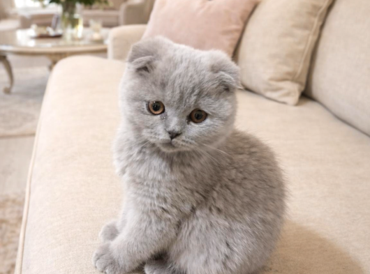 Türkiyenin En Güzel Ayı Surat Scottish Fold Bebeği görsel