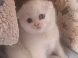 Mükemmel Beyaz Ayı Sürat Scottish Fold Yavrumuz